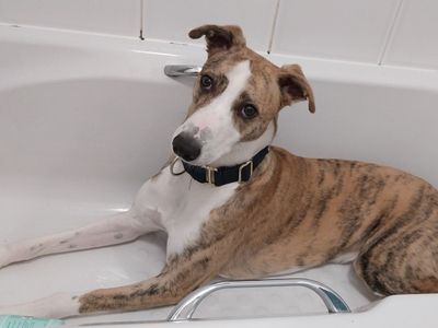 Logan Longlegs | Lurcher | West Calder (Edinburgh) - 5