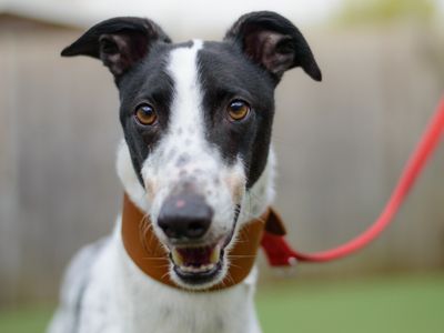 Otto | Greyhound | Kenilworth (West Midlands) - 3