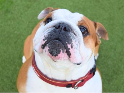 Theo | Bulldog | Harefield West London - 2