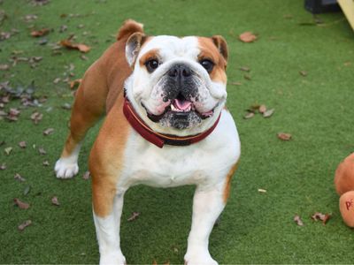 Theo | Bulldog | Harefield West London - 3