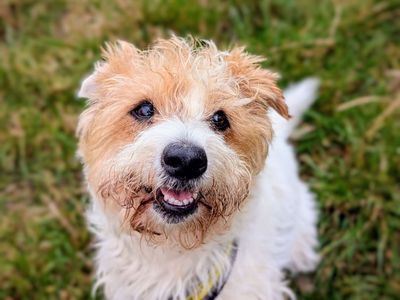 Posey | Terrier (Jack Russell) | Cardiff - 3