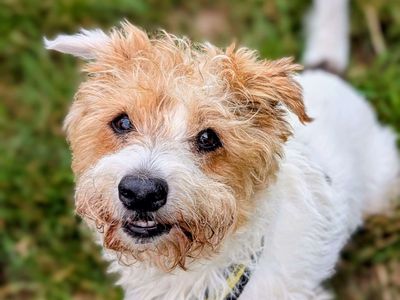 Posey | Terrier (Jack Russell) | Cardiff - 5