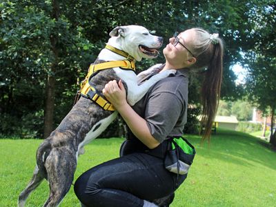 Rolo | Terrier (Staffordshire Bull) Cross | Merseyside (Liverpool) - 3