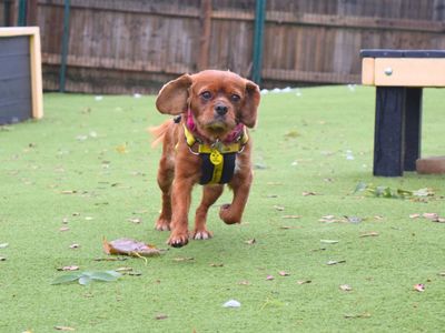 Ruby | Spaniel (Cavalier King Charles) | Harefield West London - 3