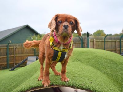 Ruby | Spaniel (Cavalier King Charles) | Harefield West London - 1