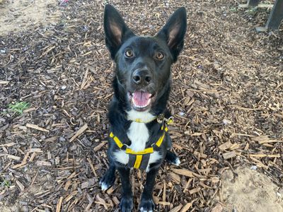 Alfie | Collie (Border) Cross | Snetterton (Norfolk) - 5