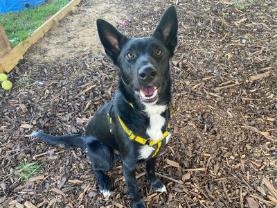 Alfie | Collie (Border) Cross | Snetterton (Norfolk) - 3