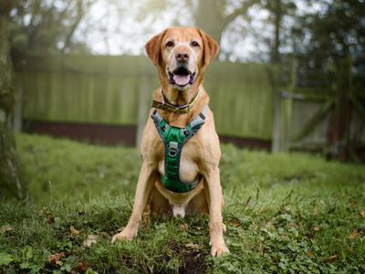 Mack | Retriever (Labrador) | Kenilworth (West Midlands) - 4