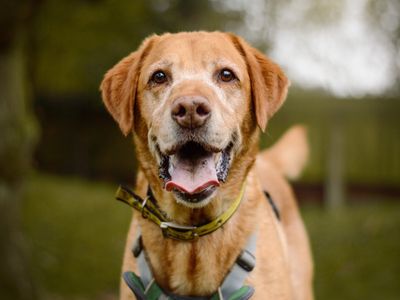 Mack | Retriever (Labrador) | Kenilworth (West Midlands) - 2