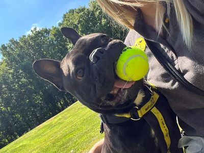 Odin | French Bulldog | Canterbury - 5