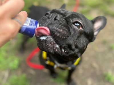 Odin | French Bulldog | Canterbury - 3