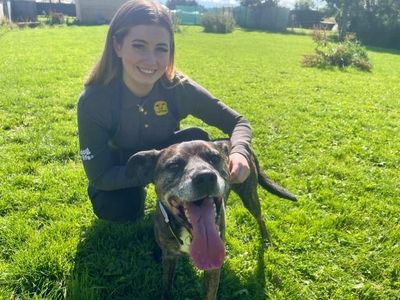 Watson | Terrier (Staffordshire Bull) Cross | West Calder (Edinburgh) - 3