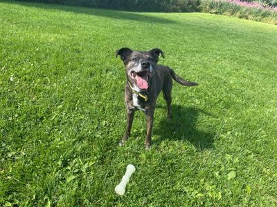 Watson | Terrier (Staffordshire Bull) Cross | West Calder (Edinburgh) - 5