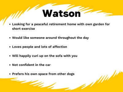 Watson | Terrier (Staffordshire Bull) Cross | West Calder (Edinburgh) - 2