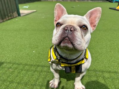 Queenie | French Bulldog | Basildon (Essex) - 3