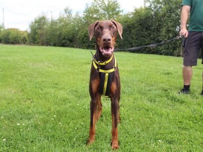 Bruce | Dobermann | Darlington - 3