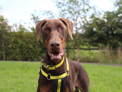 Bruce | Dobermann | Darlington - 1