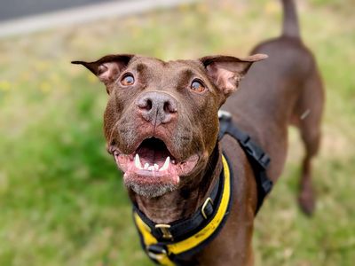 Twirl | Retriever (Labrador) Cross | Cardiff - 3