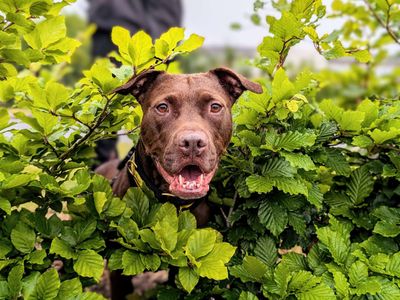 Twirl | Retriever (Labrador) Cross | Cardiff - 5