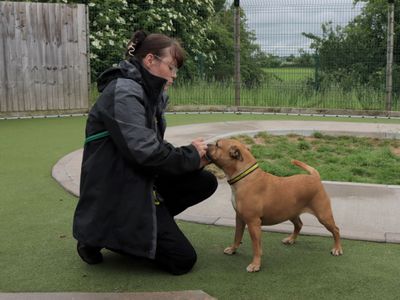 Bebe | Terrier (Staffordshire Bull) | Evesham (Worcestershire) - 2