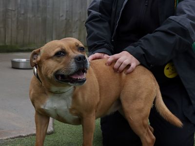 Bebe | Terrier (Staffordshire Bull) | Evesham (Worcestershire) - 3