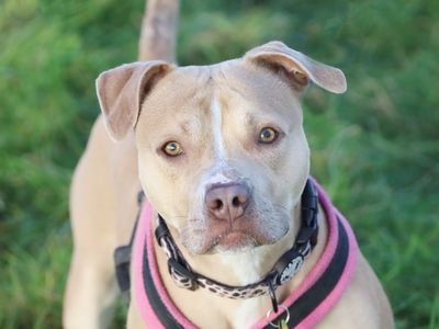 Cara | Terrier (Staffordshire Bull) | Leeds - 3