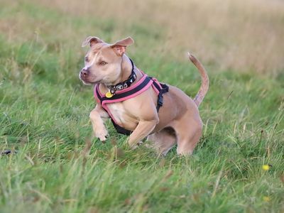 Cara | Terrier (Staffordshire Bull) | Leeds - 5