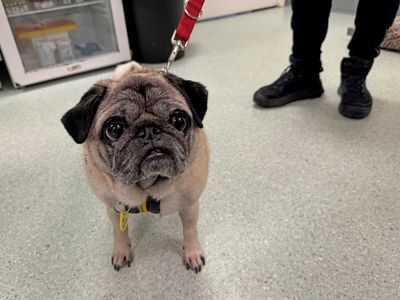 Eddie | Pug | Basildon (Essex) - 3