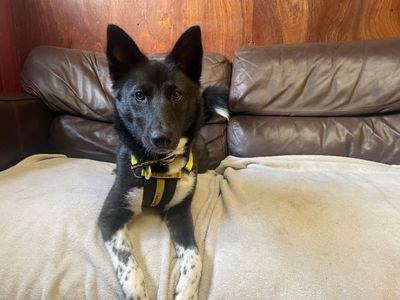 Jax | Akita Cross | West Calder (Edinburgh) - 3