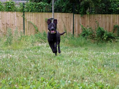 Levi | German Shepherd Dog Cross | Darlington - 3