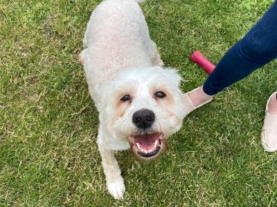 Jilly | Poodle (Standard) Cross | Shoreham (Sussex) - 3