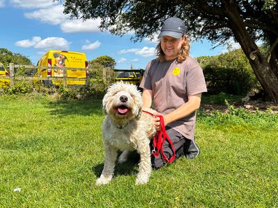 Jilly | Poodle (Standard) Cross | Shoreham (Sussex) - 5