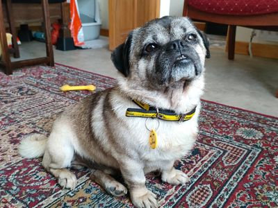 Doug | Pug Cross | Ballymena (Northern Ireland) - 3