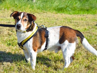 Spud | Terrier (Jack Russell) | Harefield West London - 5