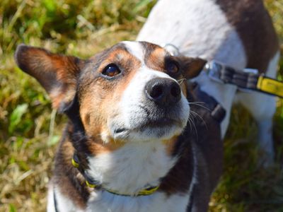 Spud | Terrier (Jack Russell) | Harefield West London - 3