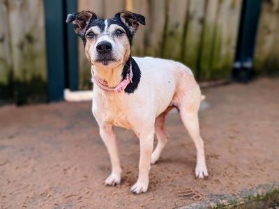 Princess | Terrier (Jack Russell) | Cardiff - 3