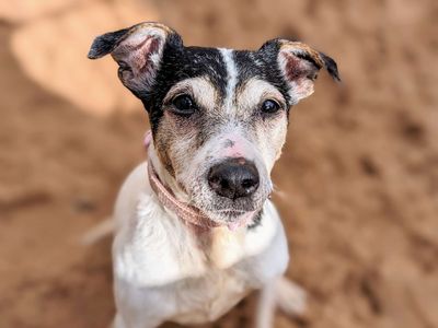 Princess | Terrier (Jack Russell) | Cardiff - 1