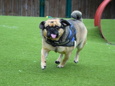 Leo | Pug Cross | Harefield West London - 3