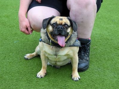 Leo | Pug Cross | Harefield West London - 2