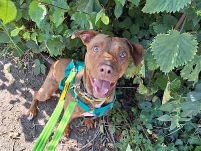 Joey pup | Terrier (Staffordshire Bull) Cross | Salisbury (Wiltshire) - 3