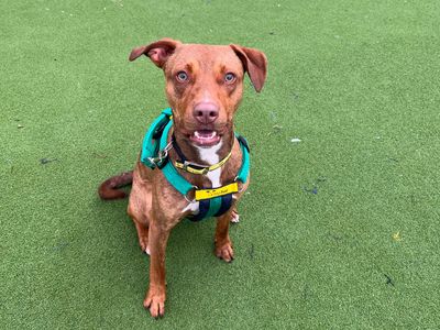 Joey pup | Terrier (Staffordshire Bull) Cross | Salisbury (Wiltshire) - 3