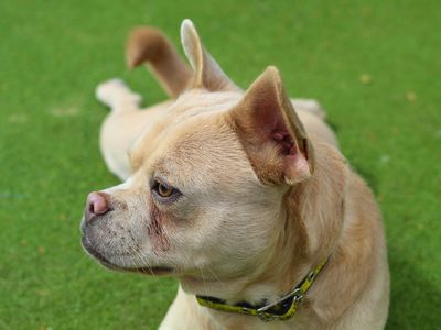 Benny | French Bulldog Cross | Manchester - 5