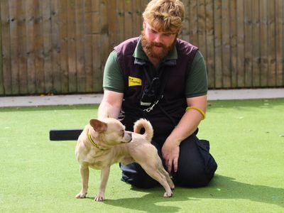 Benny | French Bulldog Cross | Manchester - 3