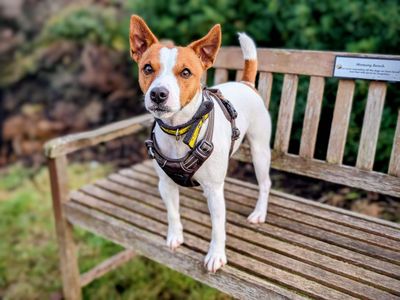 Duster | Terrier (Jack Russell) | Cardiff - 3