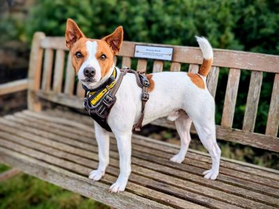 Duster | Terrier (Jack Russell) | Cardiff - 5