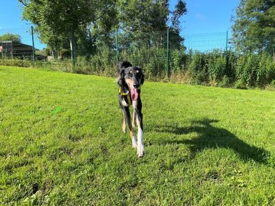 Lucas Longlegs | Saluki | West Calder (Edinburgh) - 4