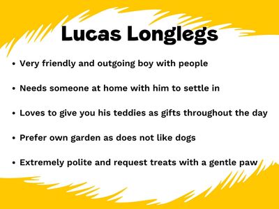 Lucas Longlegs | Saluki | West Calder (Edinburgh) - 2