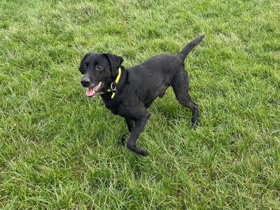 Bentley | Retriever (Labrador) | Manchester - 3