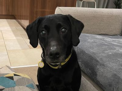 Bentley | Retriever (Labrador) | Manchester - 5