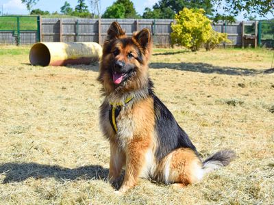 Junior | German Shepherd Dog | Harefield West London - 3